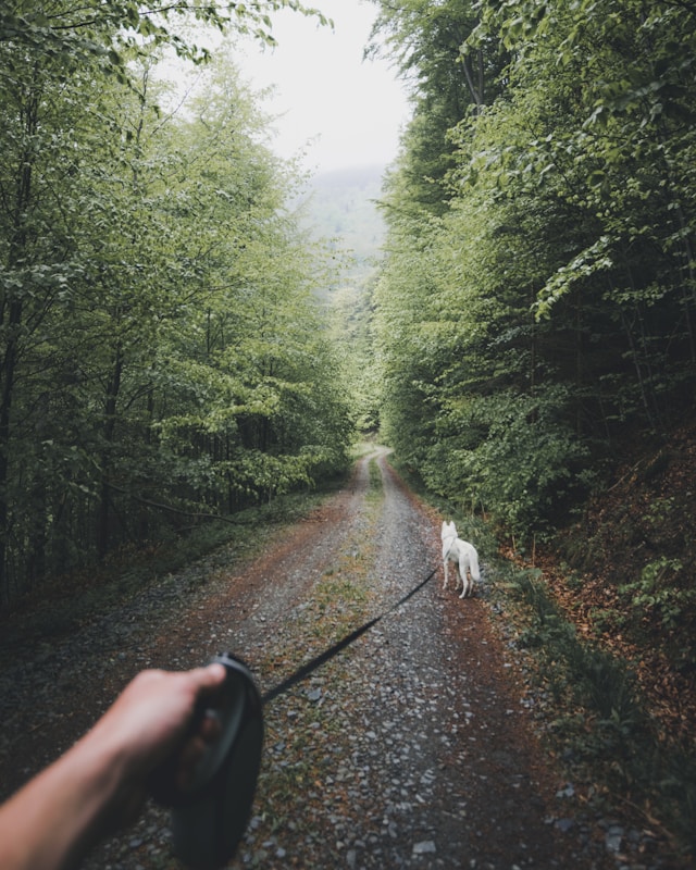 nature walk social media detox